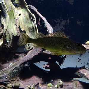 Ruffe (Gymnocephalus cernua)