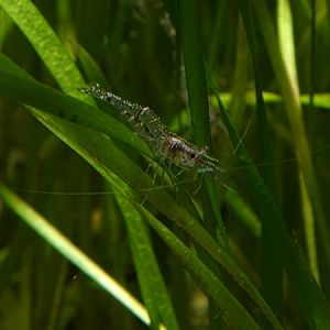 Freshwater shrimp (Palaemonetes antennarius)