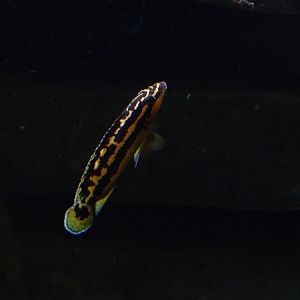 Julidochromis sp.