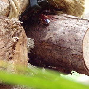 Cockroaches in the sloth house 17.7.23