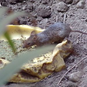 Mouse in sloth house 17.7.23