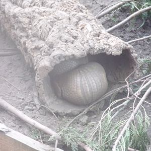 Three-banded armadillos together 17.7.23