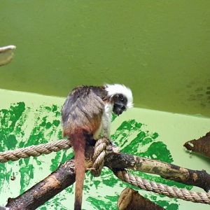 Cotton topped tamarin 17.7.23
