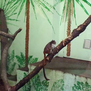 Cotton topped tamarin in enclosure 17.7.23