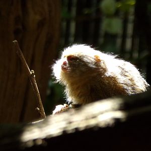 Pygmy marmoset 17.7.23