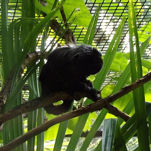 Goeldi’s monkey 17.7.23