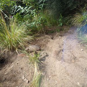 Hairy armadillo in former mongoose enclosure 17.7.23