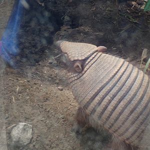 Large hairy armadillo 17.7.23