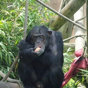 Chimpanzee 17.7.23