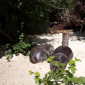 Otto and Gloria the hippos in the sand 17.7.23