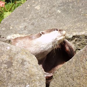 ASCO having a scratch 17.7.23