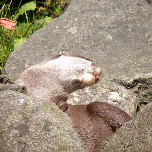 ASCO mid-scratch 17.7.23