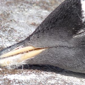 Gentoo penguin close-up 17.7.23