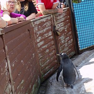 Gentoo penguin and visitors 17.7.23