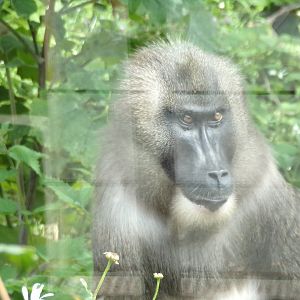 Drill portrait 17.7.23