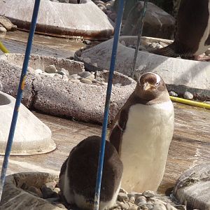Gentoo penguin and chick 17.7.23