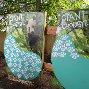 Giant panda sponsorship board 17.7.23
