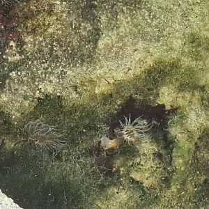 Tropical anemone ID?