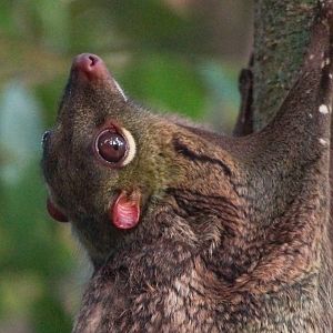 Malayan Colugo (Galeopterus variegatus)