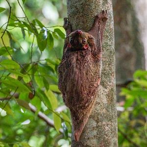 Malayan Colugo (Galeopterus variegatus)