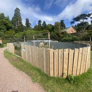 Ocellated lizard exhibit 100924