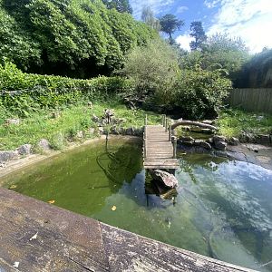 Asian small-clawed otter exhibit 100924