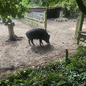 Central European wild boar habitat 100924