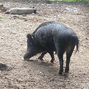 Central European wild boar 100924