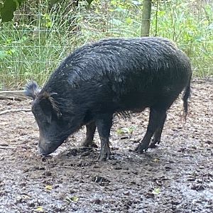 Central European wild boar 100924