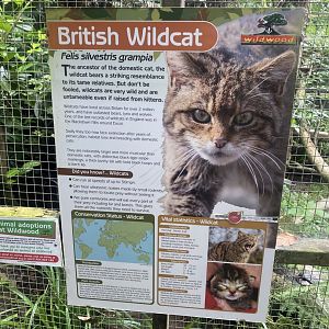Scottish wildcat signage 100924
