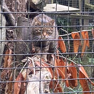 Scottish wildcat 100924
