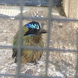 Blue-crowned motmot 110924