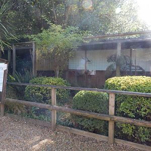 Northern white-faced owl aviary 130924