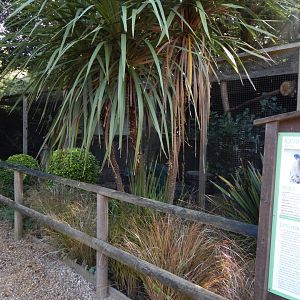 Common barn owl aviary 130924