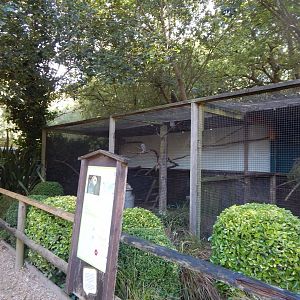 Common barn owl aviary 130924