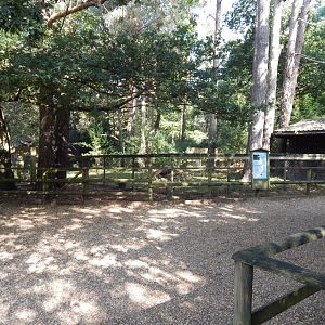 Eurasian badger habitat 130924