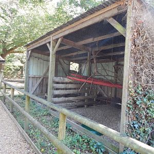 Common barn owl aviary 130924