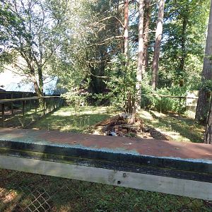 Eurasian badger habitat 130924