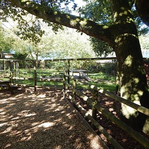 Giant otter outdoor habitat 130924