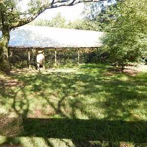 Giant otter outdoor habitat 130924