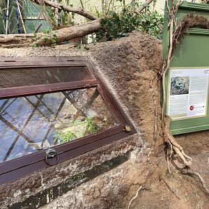 The Glass House - Common toad exhibit 130924