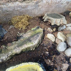 The Glass House - Common toad exhibit 130924