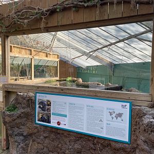 The Glass House - Giant otter indoors 130924