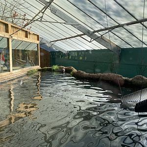 The Glass House - Giant otter indoors 130924