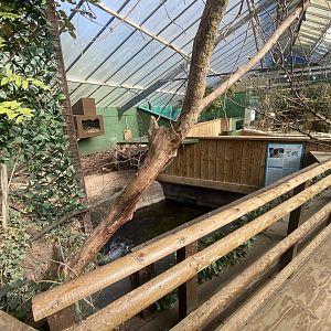 The Glass House - Asian small-clawed otter indoors 130924