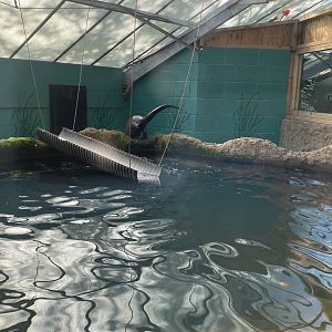 The Glass House - Giant otter indoors 130924