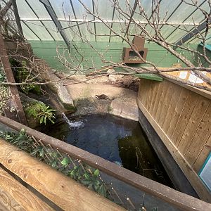 The Glass House - Asian small-clawed otter indoors 130924