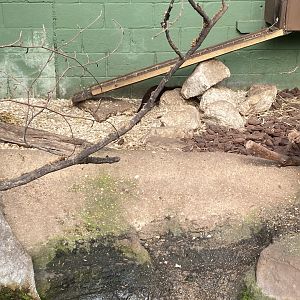 The Glass House - Asian small-clawed otter indoors 130924