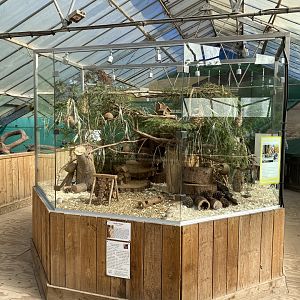 The Glass House - Eurasian harvest mouse exhibit 130924