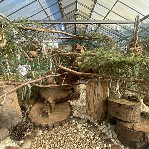 The Glass House - Eurasian harvest mouse exhibit 130924